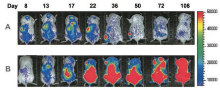 CGT產(chǎn)品藥代分布研究